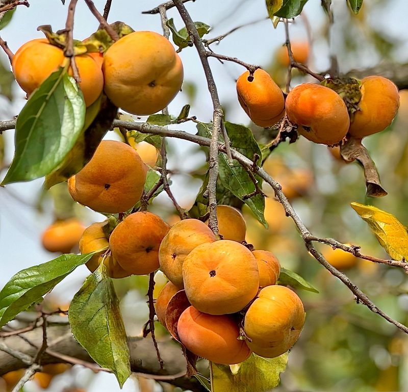 농부손녀님의 장터 판매 상품 [[고당도] 2025 햇 단풍단감 10kg] 첨부 사진