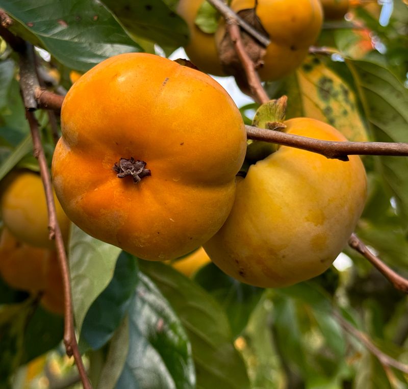 농부손녀님의 장터 판매 상품 [[고당도] 2025 햇 단풍단감 10kg] 첨부 사진