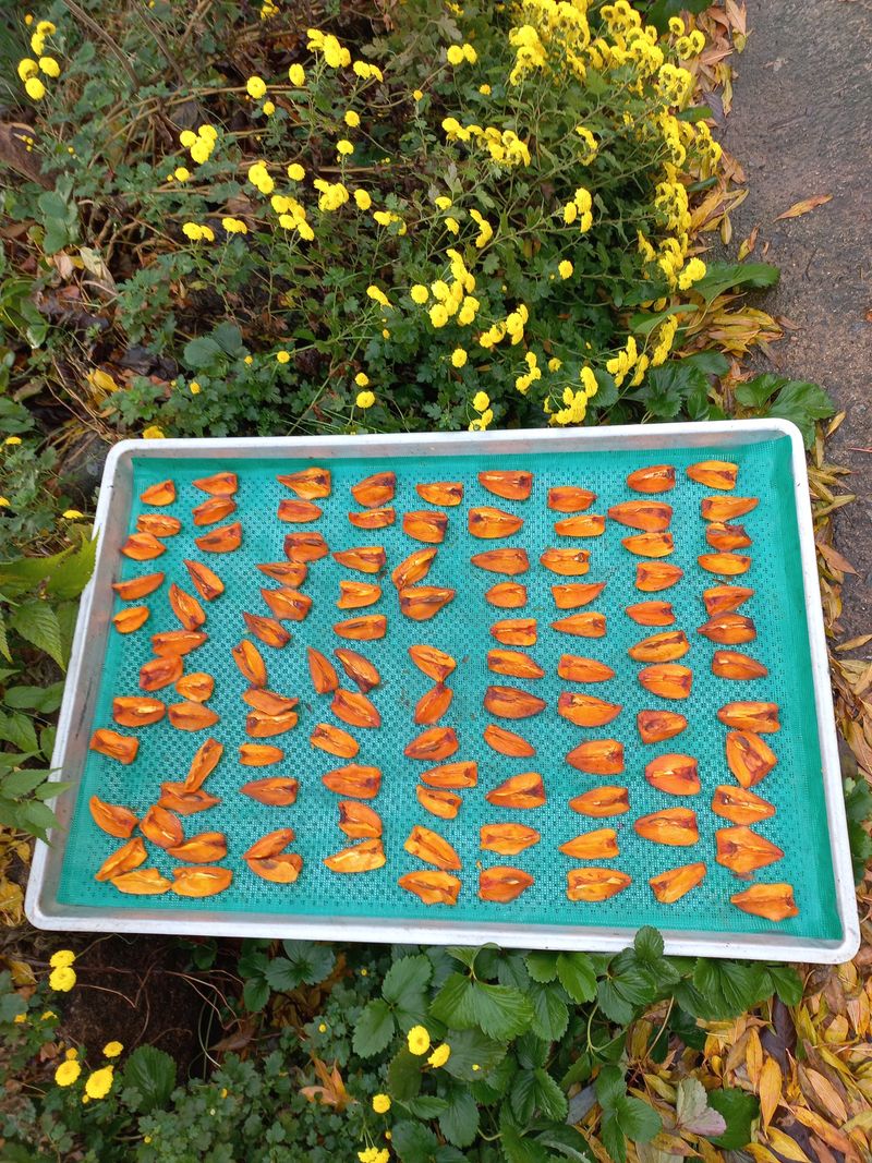 고구마13319님의 장터 판매 상품 [감 말랭이 단감 말랭이400g] 첨부 사진