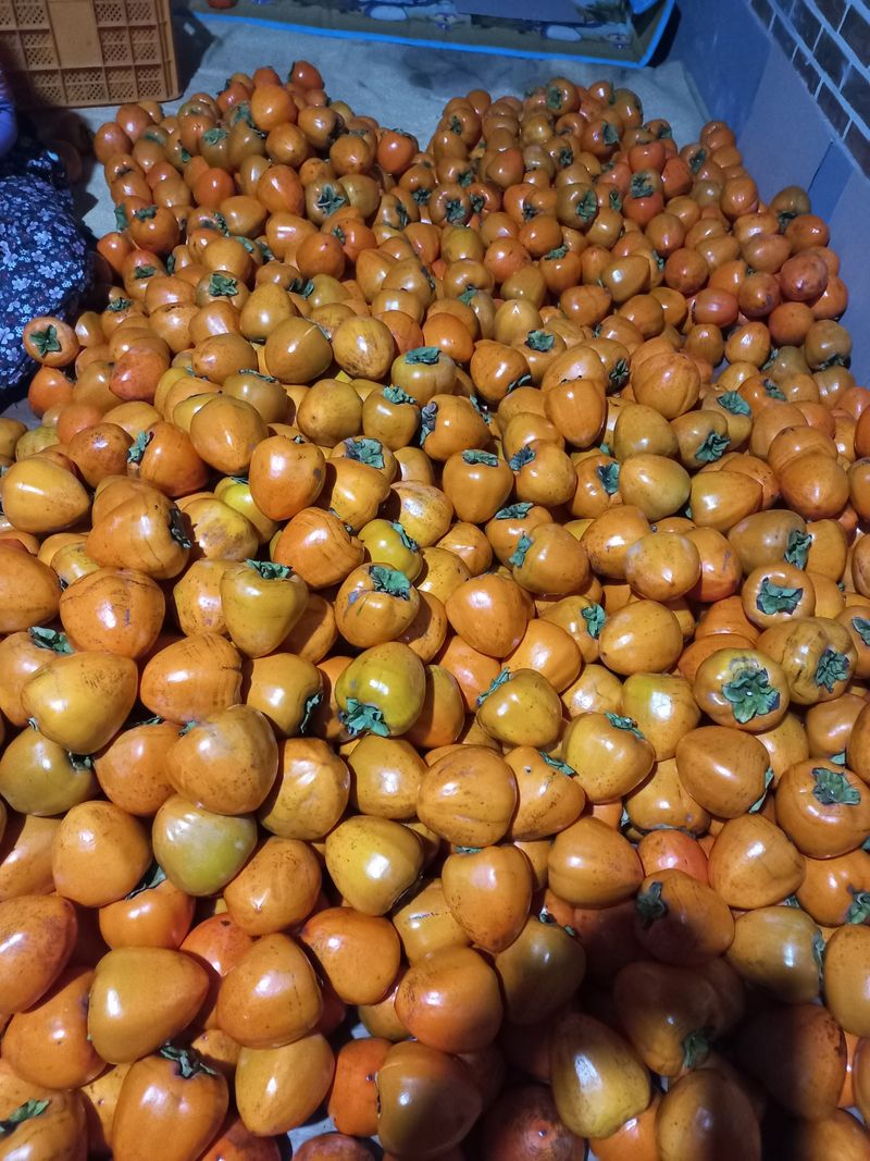 고구마13319님의 장터 판매 상품 [감 말랭이 단감 말랭이400g] 첨부 사진