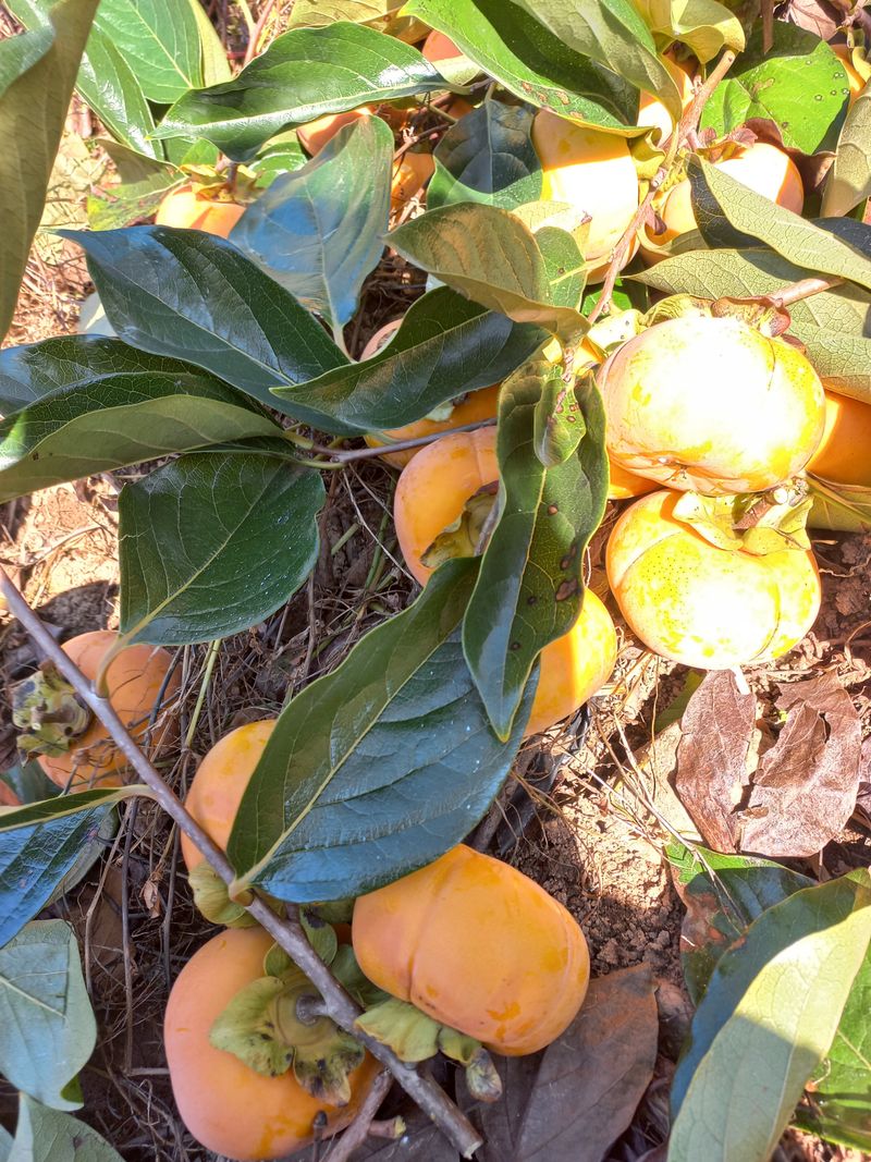 고구마13319님의 장터 판매 상품 [감 말랭이 단감 말랭이400g] 첨부 사진