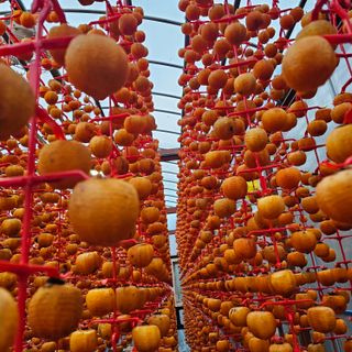 백용기님의 양배추 · 영농일지 작성글 사진