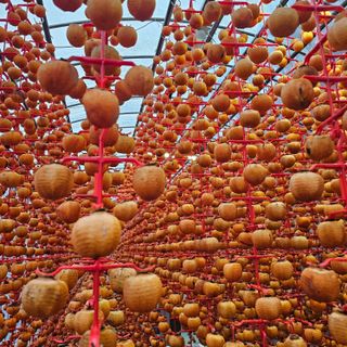 백용기님의 양배추 · 영농일지 작성글 사진