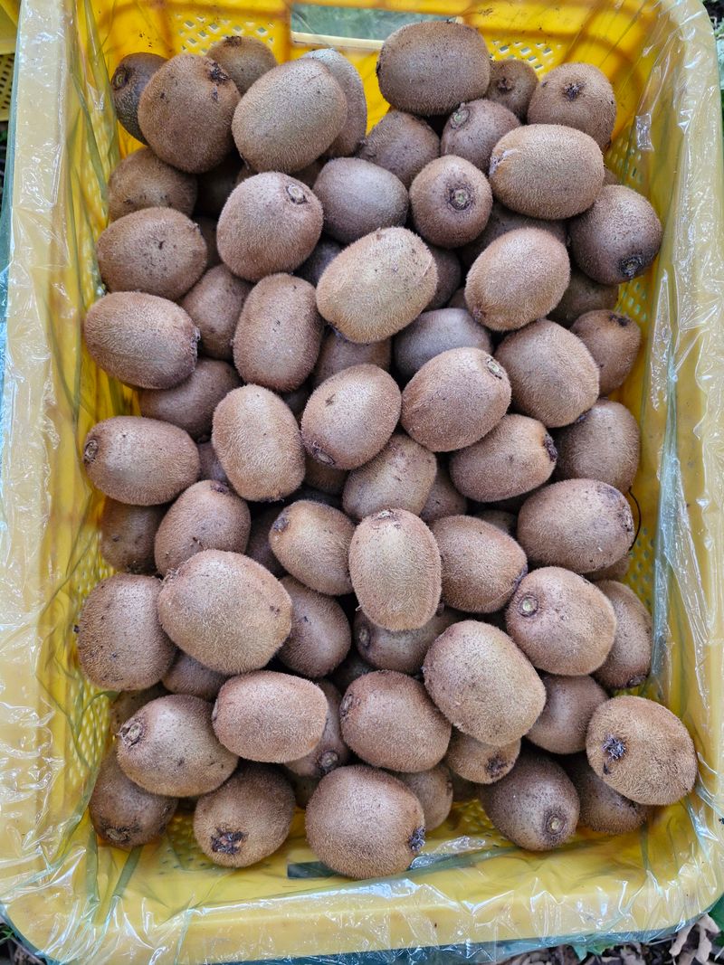 최재흥님의 장터 판매 상품 [그린키위(참다래) 5kg, 10kg] 첨부 사진