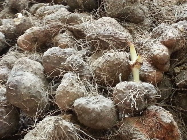 산들농장님의 장터 판매 상품 [둥근마] 첨부 사진