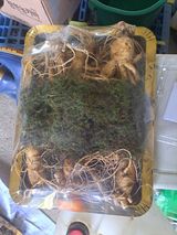 팜모닝 산삼을 갑자기 발견하게 된다면?·참여글 게시글 이미지