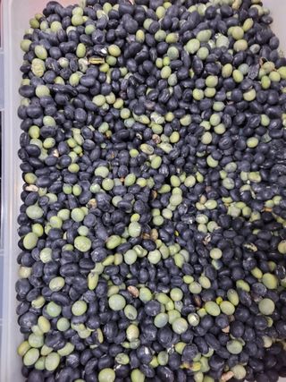 김선옥님의 배추 · 영농일지 작성글 사진