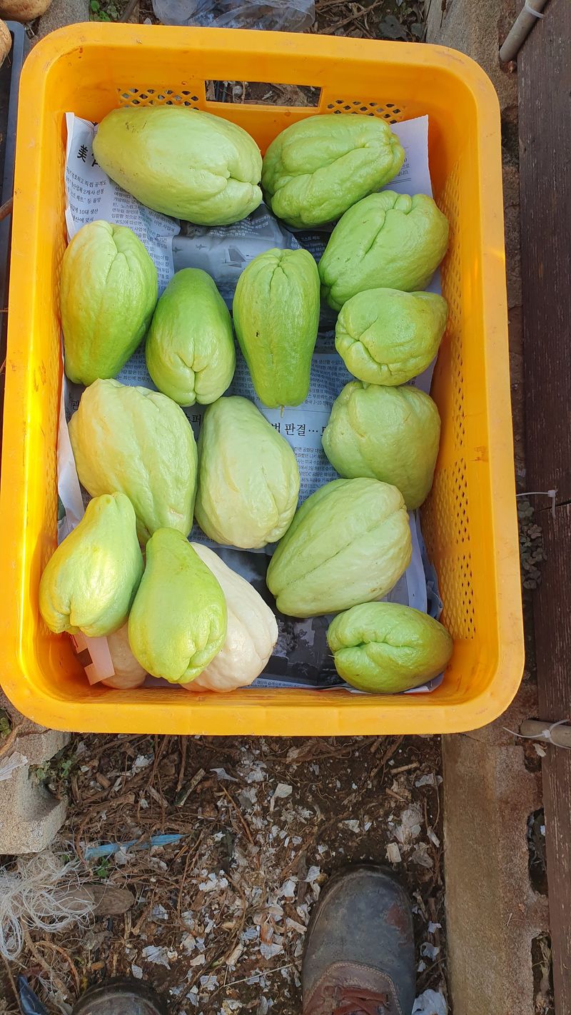 송죽암님의 장터 판매 상품 [차요태 40kg, 열매마 15kg (판매완료)] 첨부 사진