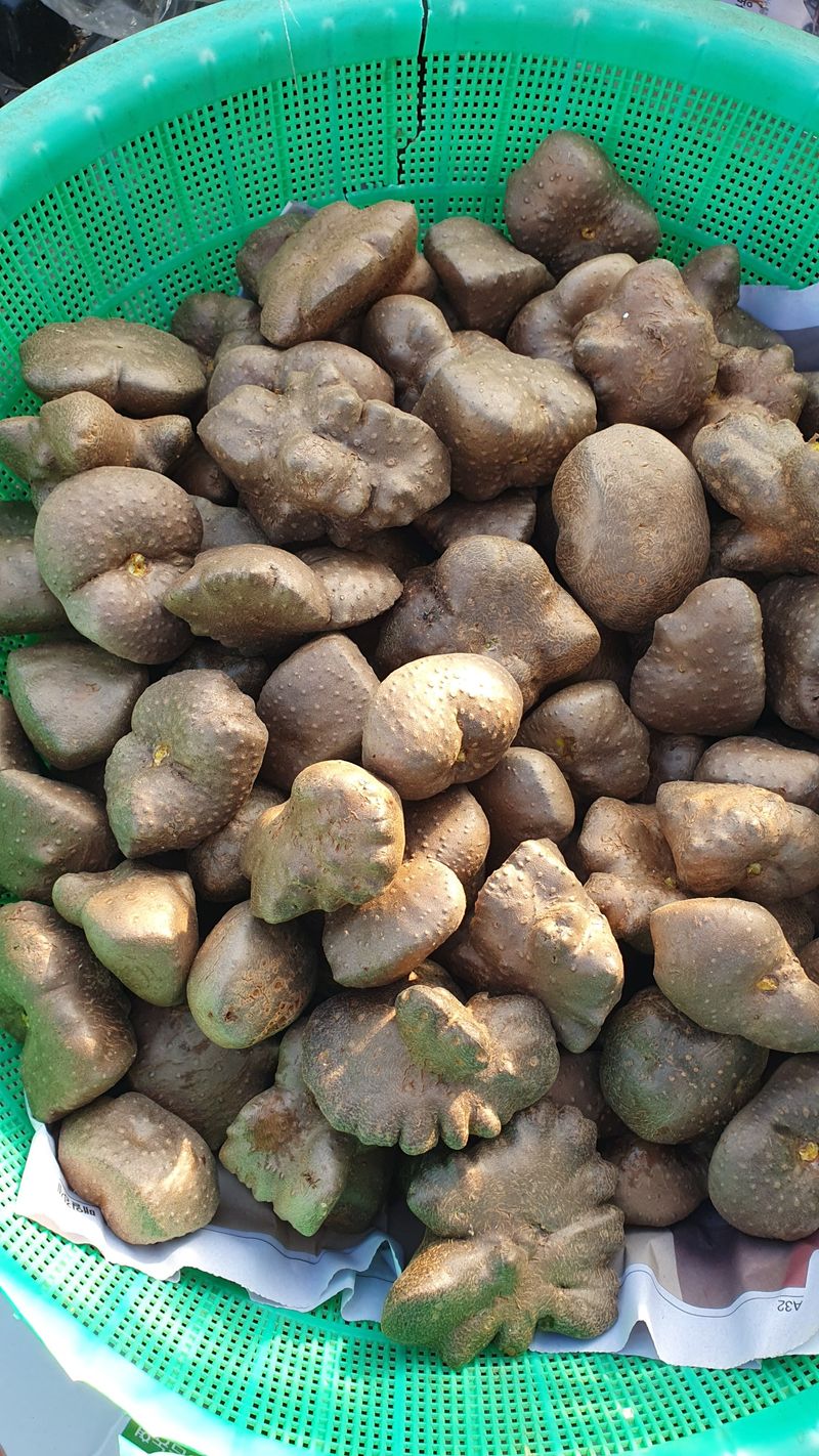 송죽암님의 장터 판매 상품 [차요태 40kg, 열매마 15kg (판매완료)] 첨부 사진