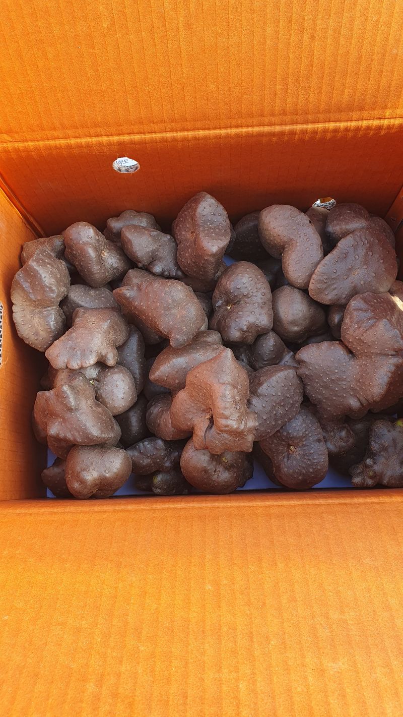 송죽암님의 장터 판매 상품 [차요태 40kg, 열매마 15kg (판매완료)] 첨부 사진