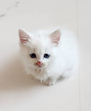 하은와송~♡♡♡~님의 산삼을 갑자기 발견하게 된다면? · 참여글 작성글 사진