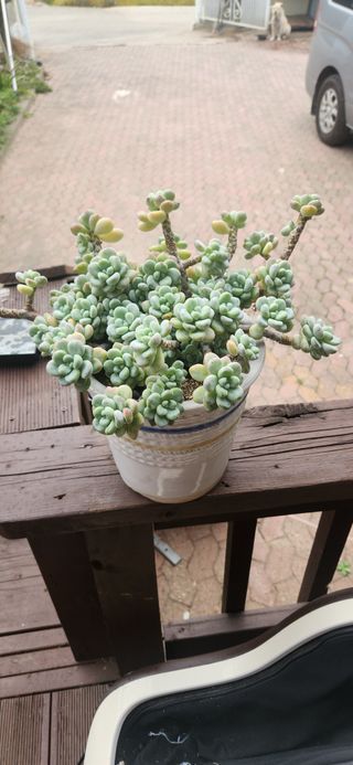 하은와송~♡♡♡~님의 산삼을 갑자기 발견하게 된다면? · 참여글 작성글 사진