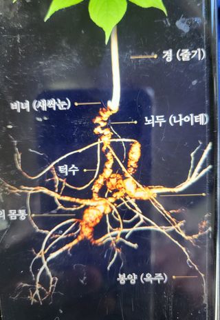 조영석님의 산삼을 갑자기 발견하게 된다면? · 참여글 작성글 사진