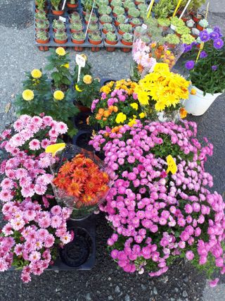 순자님의 산삼을 갑자기 발견하게 된다면? · 참여글 작성글 사진