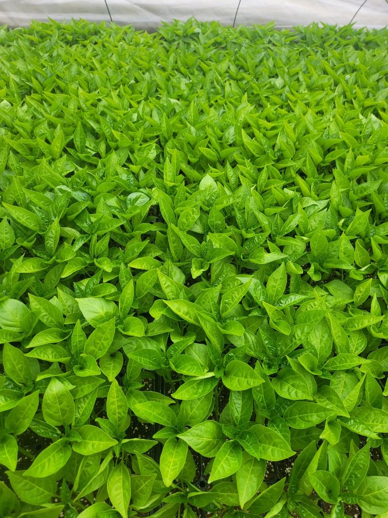 대산농사대장님의 장터 판매 상품 [25년 고추씨앗 32종 모음 고품종 복합내병계  탄저 병충해 강한품종 ] 첨부 사진