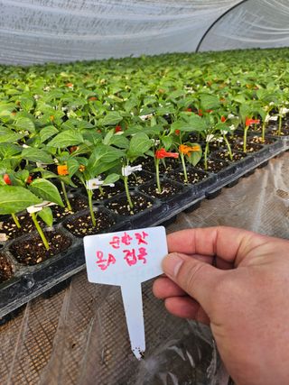 대산농사대장님의 작성글 사진