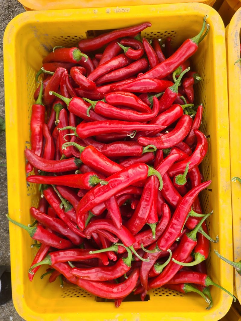 대산농사대장님의 장터 판매 상품 [25년 고추씨앗 32종 모음 고품종 복합내병계  탄저 병충해 강한품종 ] 첨부 사진