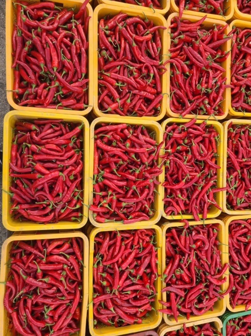 대산농사대장님의 장터 판매 상품 [25년 고추씨앗 32종 모음 고품종 복합내병계  탄저 병충해 강한품종 ] 첨부 사진