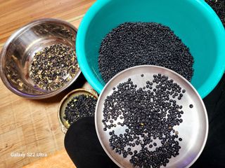 공실이님의 콩 · 영농일지 작성글 사진