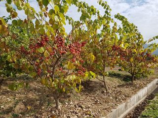 이형규님의 기타작물 · 영농일지 작성글 사진