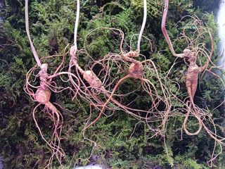 자유인 10496님의 산삼을 갑자기 발견하게 된다면? · 참여글 작성글 사진