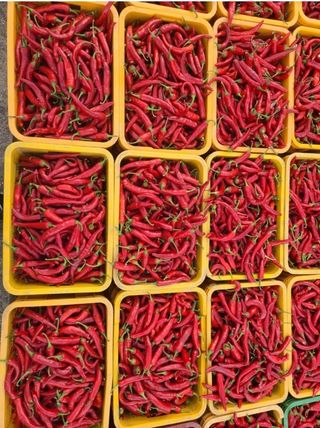 대산농사대장님의 고추 · 품종•종자 작성글 사진