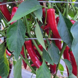 대산농사대장님의 고추 · 품종•종자 작성글 사진