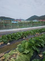 팜모닝 배추·영농일지 게시글 이미지