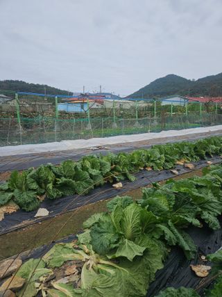 조종문님의 배추 · 영농일지 작성글 사진
