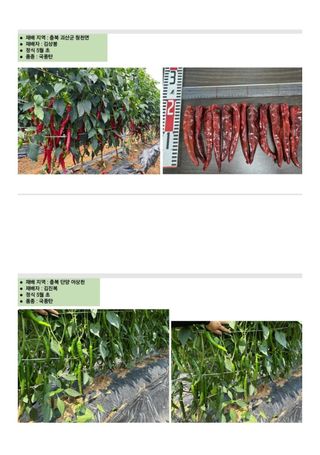 대산농사대장님의 작성글 사진