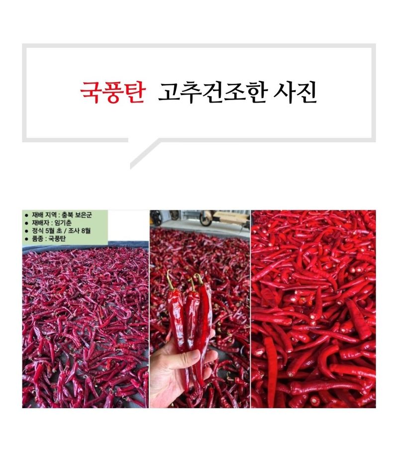 대산농사대장님의 장터 판매 상품 [25년 국풍탄 내병계 고추씨앗] 첨부 사진
