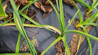 임홍이님의 마늘 · 병해충상담 작성글 사진