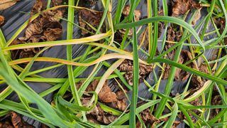 임홍이님의 마늘 · 병해충상담 작성글 사진