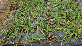 임홍이님의 마늘 · 병해충상담 작성글 사진