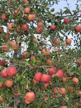 팜모닝 농사, 무엇이든 물어보세요!·참여글 게시글 이미지