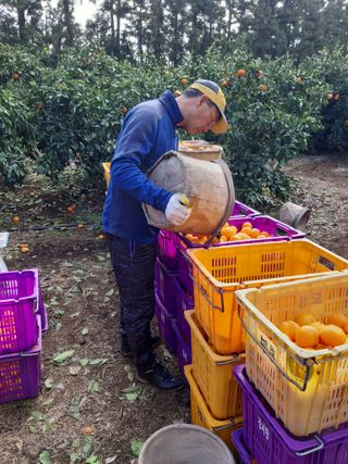 양애숙님의 기타작물 · 영농일지 작성글 사진