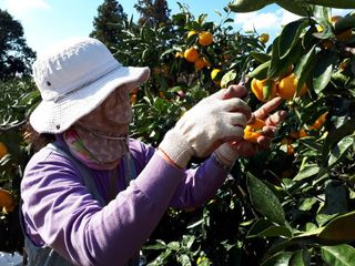 양애숙님의 기타작물 · 영농일지 작성글 사진