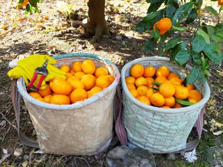 양애숙님의 기타작물 · 영농일지 작성글 사진