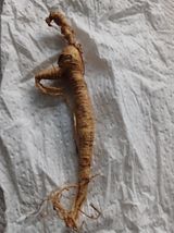 팜모닝 산삼을 갑자기 발견하게 된다면?·참여글 게시글 이미지