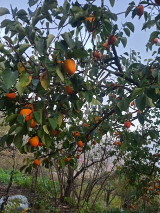 문남순님의 자유주제 · 자유게시판 작성글 사진