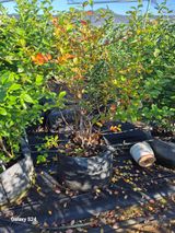 팜모닝 기타작물·영농일지 게시글 이미지