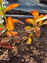 팜모닝 기타작물·영농일지 게시글 이미지