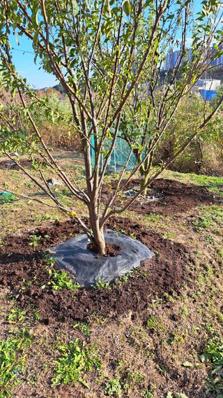 주윤발이님의 기타작물 · 영농일지 작성글 사진