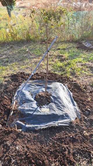 주윤발이님의 기타작물 · 영농일지 작성글 사진