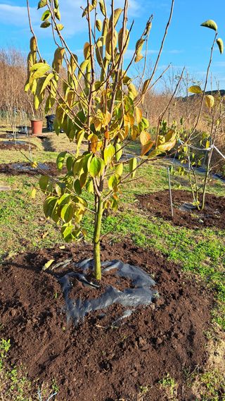 주윤발이님의 기타작물 · 영농일지 작성글 사진