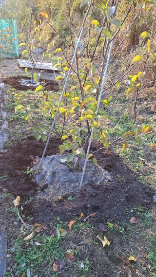 주윤발이님의 기타작물 · 영농일지 작성글 사진