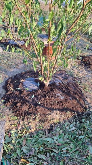 주윤발이님의 기타작물 · 영농일지 작성글 사진