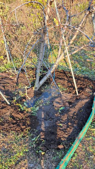 주윤발이님의 기타작물 · 영농일지 작성글 사진