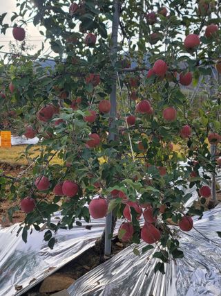 9930님의 사과 · 영농일지 작성글 사진