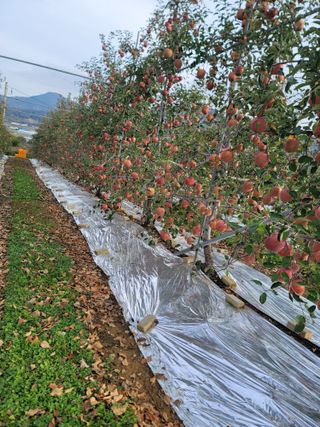 9930님의 사과 · 영농일지 작성글 사진